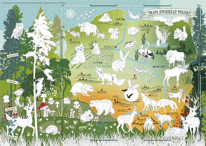 kolorowanka edukacyjna dla dzieci mapa zwierzęta polski